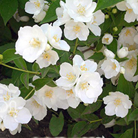 Чубушник Mont Blanc