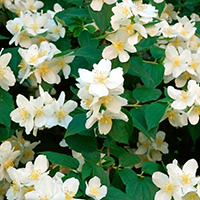 Чубушник Венечный