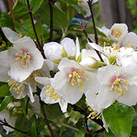 Чубушник Земляничный