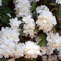 Чубушник память о Вехове