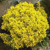 Барбарис Голдалита