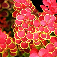 Барбарис Оранж Санрайз