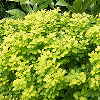 Барбарис Тунберга Ауреа