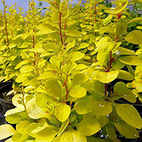 Барбарис Тунберга Мария