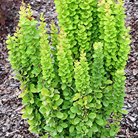 Барбарис Тунберга Эректа