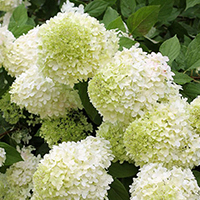 Гортензия Лаймлайт