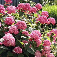 Гортензия Пинк Анабель