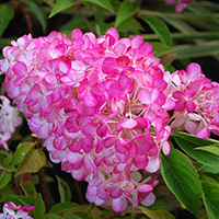 Гортензия Сандей Фрайз