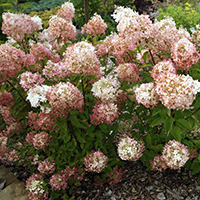 Гортензия Фантом