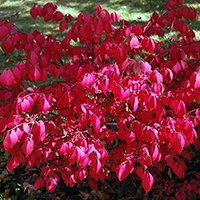 Бересклет Фаербол