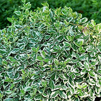 Бересклет Форчуна