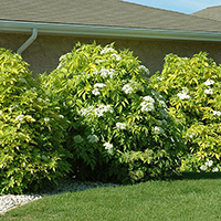 Бузина Аурея