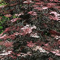 Бузина Герда