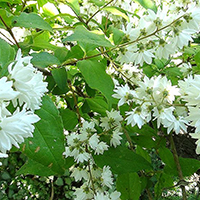 Дейция Белейшая