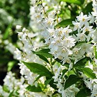 Дейция Лемуана