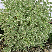 Дерен Вариегата