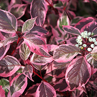 Дерен Сибирика