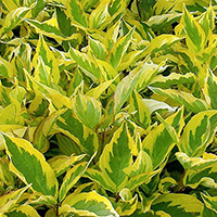 Дерен Шпета