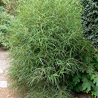 Крушина ломкая