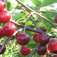 Вишня Владимирская