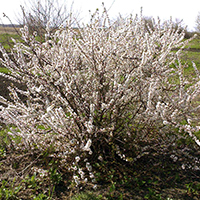 Вишня Войлочная