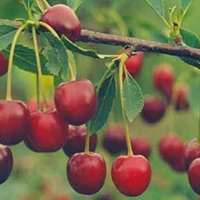 Вишня Волочаевка