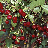 Вишня Тургеневка