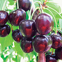 Вишня Шоколадница