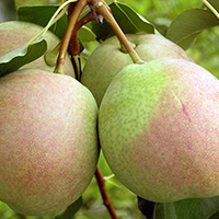 Груша Десертная Россошанская