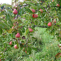 Груша Нарядная Ефимова