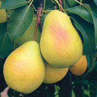 Груша Чижовская