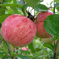 Яблоня Коричное-полосатое