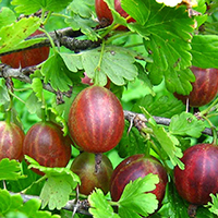 Крыжовник Русский бесшипный