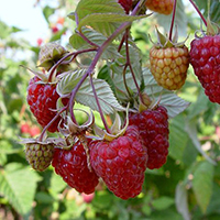 Малина Исполин