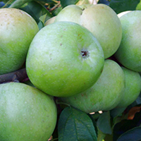 Ренет Симеренко