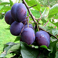 Слива Ренклод Мичуринский