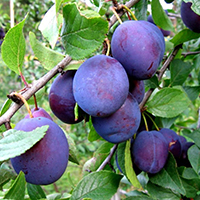 Слива Яичная Синяя