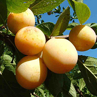 Слива Яхонтовая