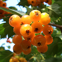 Смородина золотистая