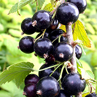 Смородина Гуливер