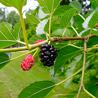 Шелковица плакучая