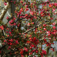 Айва японская