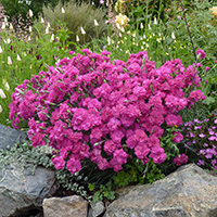 Гвоздика Перистая