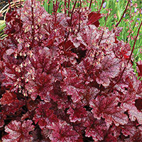 Гейхера Берри Мармелад