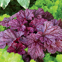 Гейхера Берри Смути