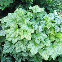 Гейхера Минт Джулеп