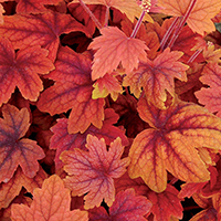 Гейхера Рио