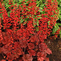 Гейхера Файр Аларм