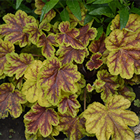 Гейхера Солар Эклипс