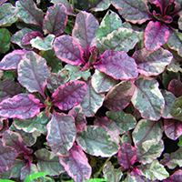 Живучка Бургунди Глоу